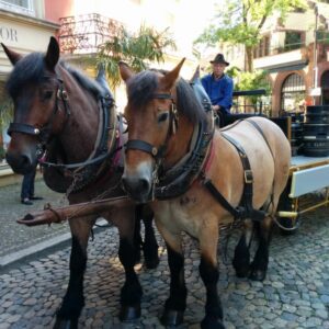 Freiburg black forest ganter horses